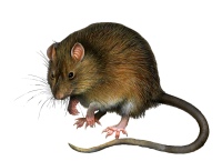 Ratón PNG