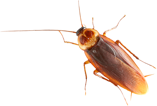 Roach PNG image free Download 