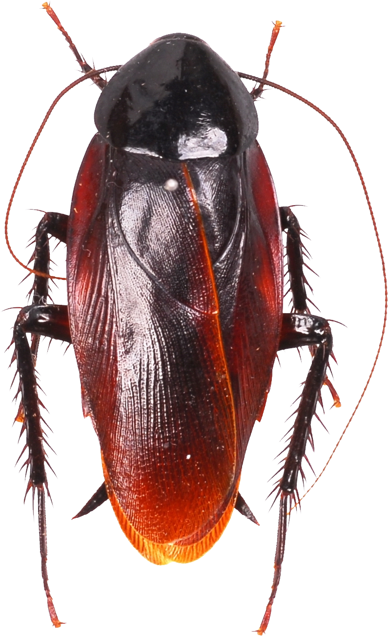 Roach PNG image free Download 