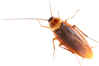 Cucaracha PNG