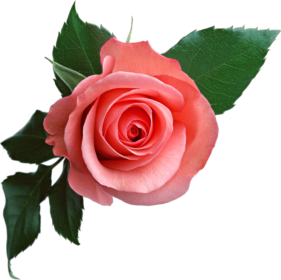 Pink rose png image, free picture download