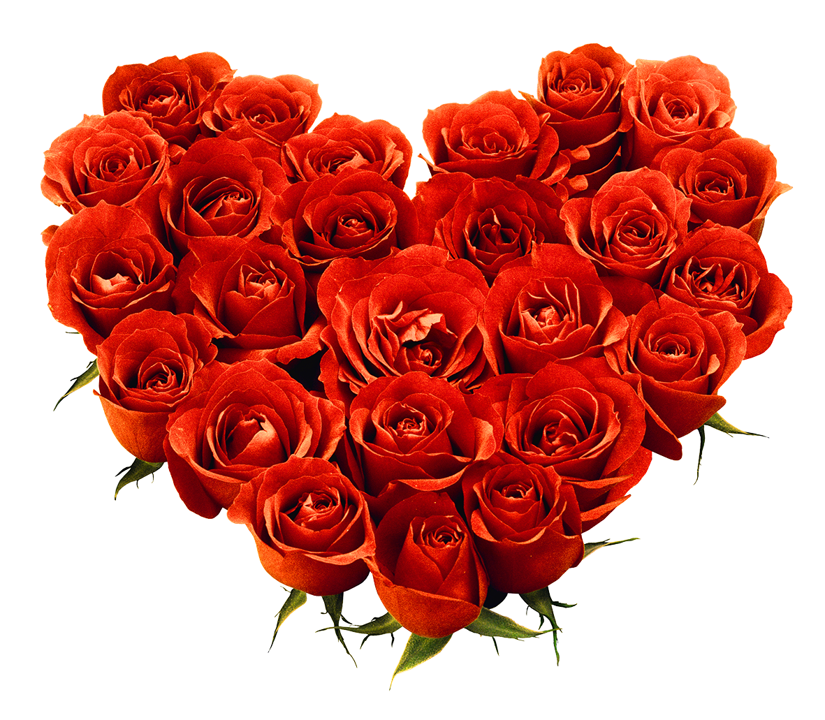 21+ Rose Flower Png Hd Images Pics