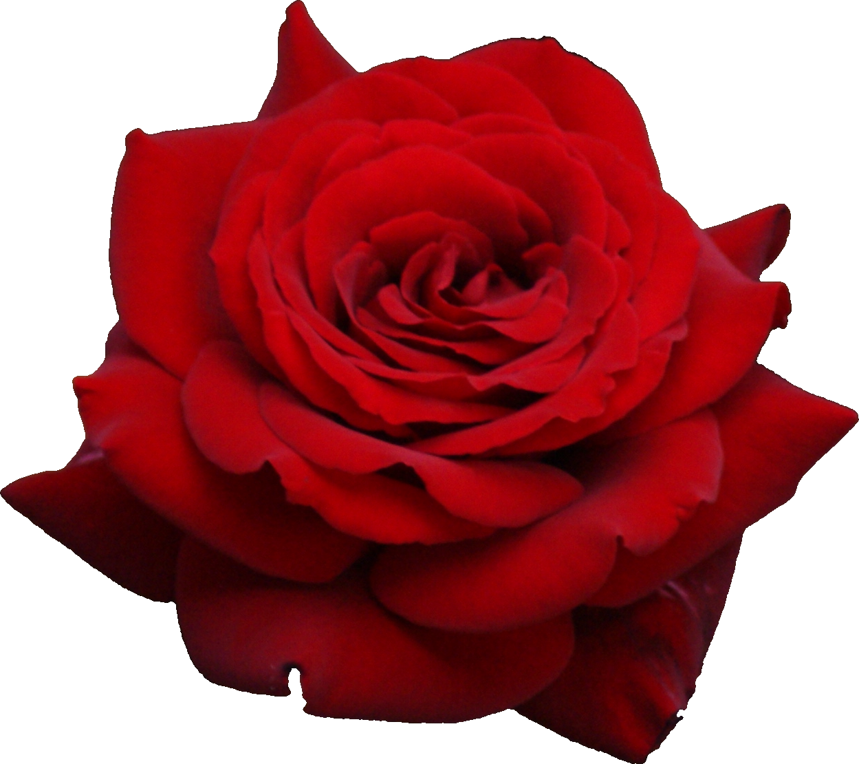 Rose PNG flower images, free download