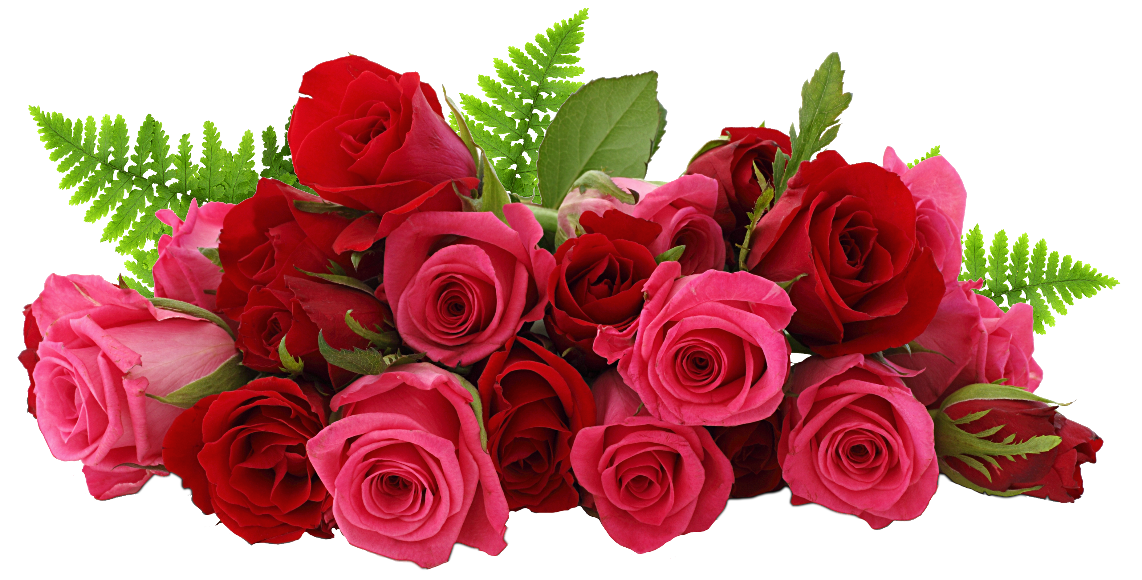 Rose Png Flower Images Free Download