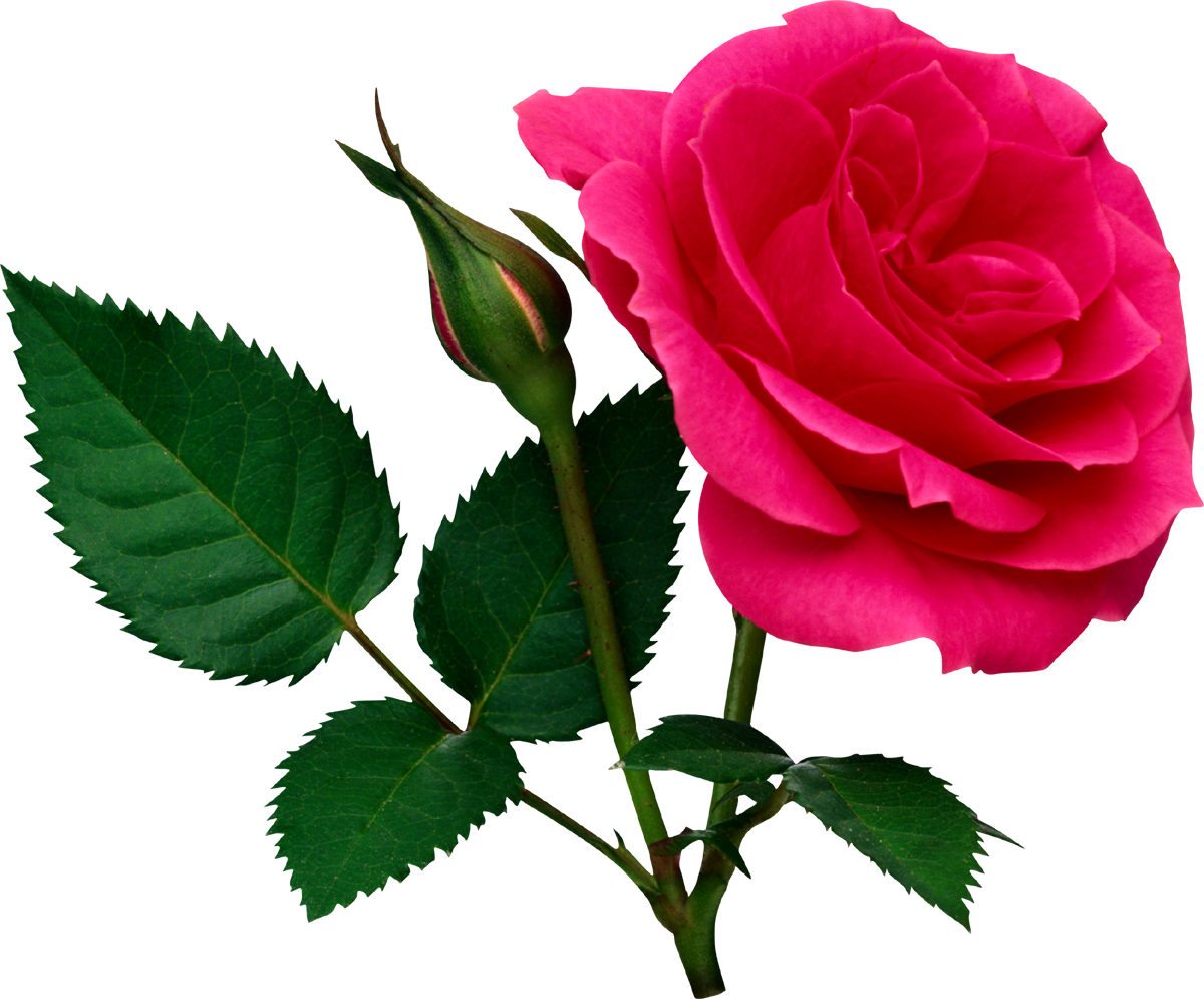 Rosa PNG