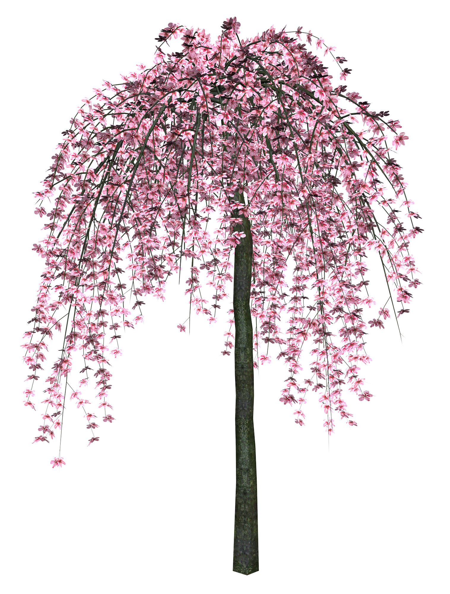 Sakura PNG images