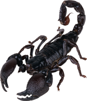 Escorpión PNG