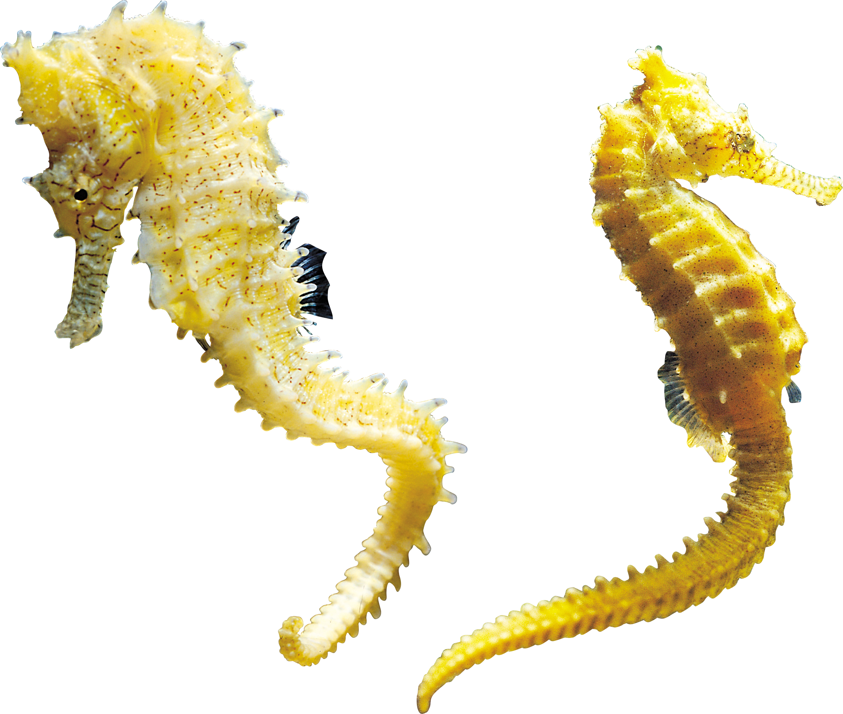 Seahorse PNG images Download