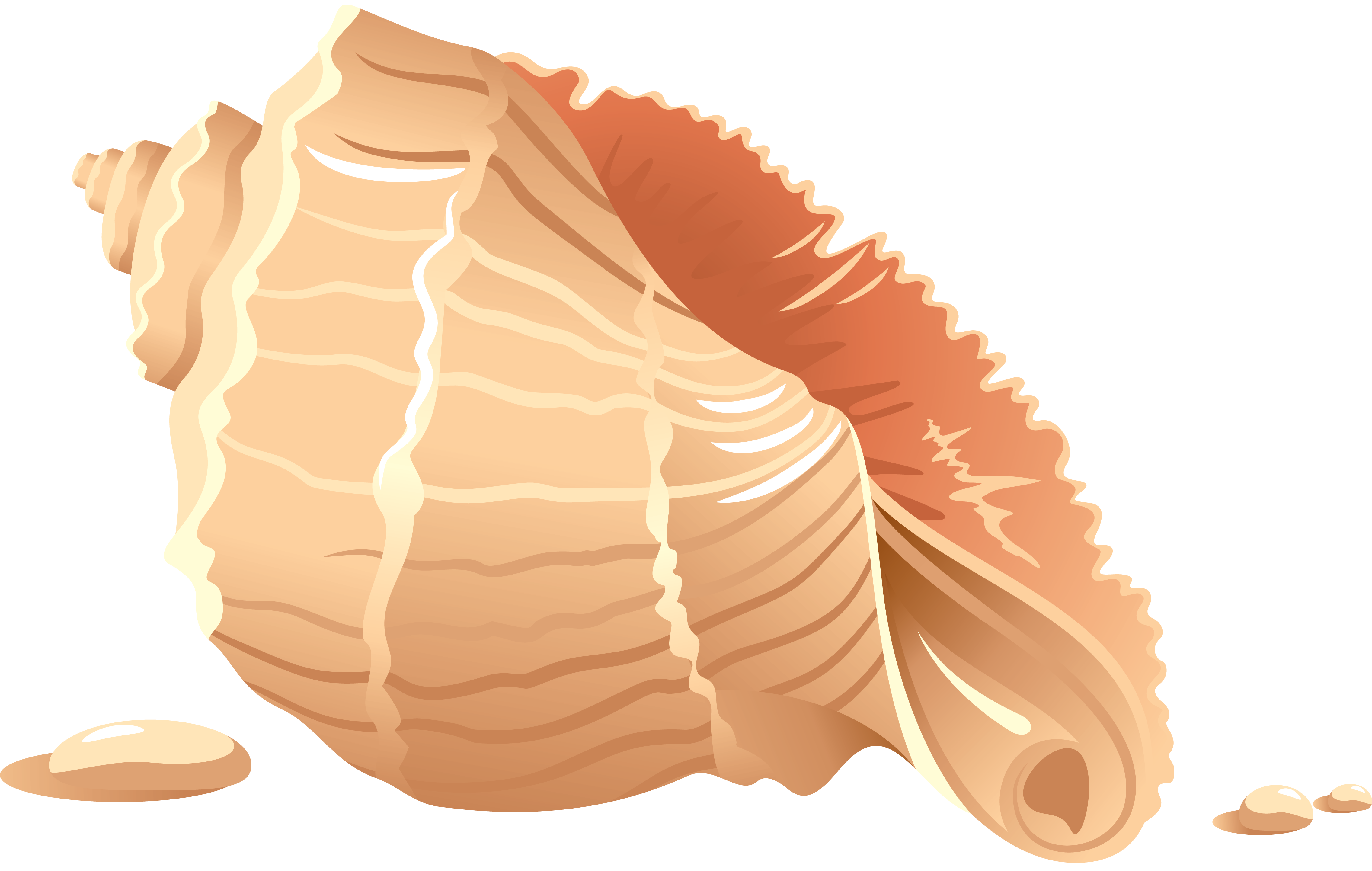 Seashell PNG images Download