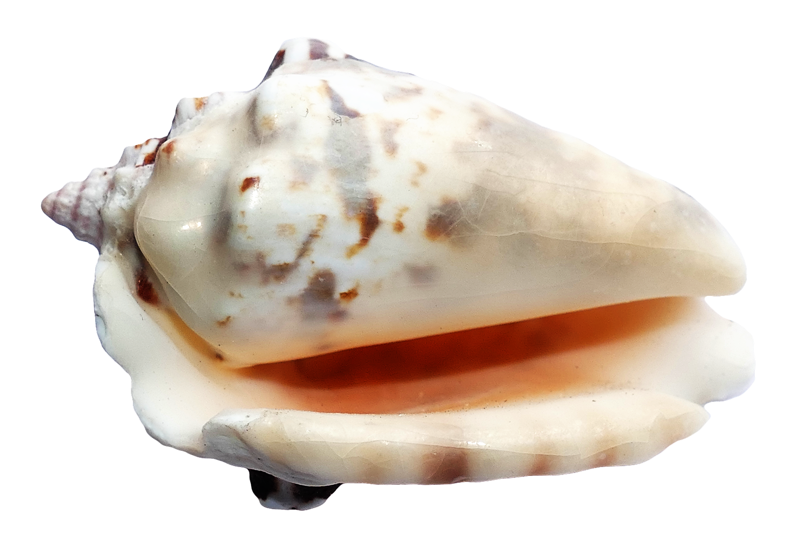 concha PNG