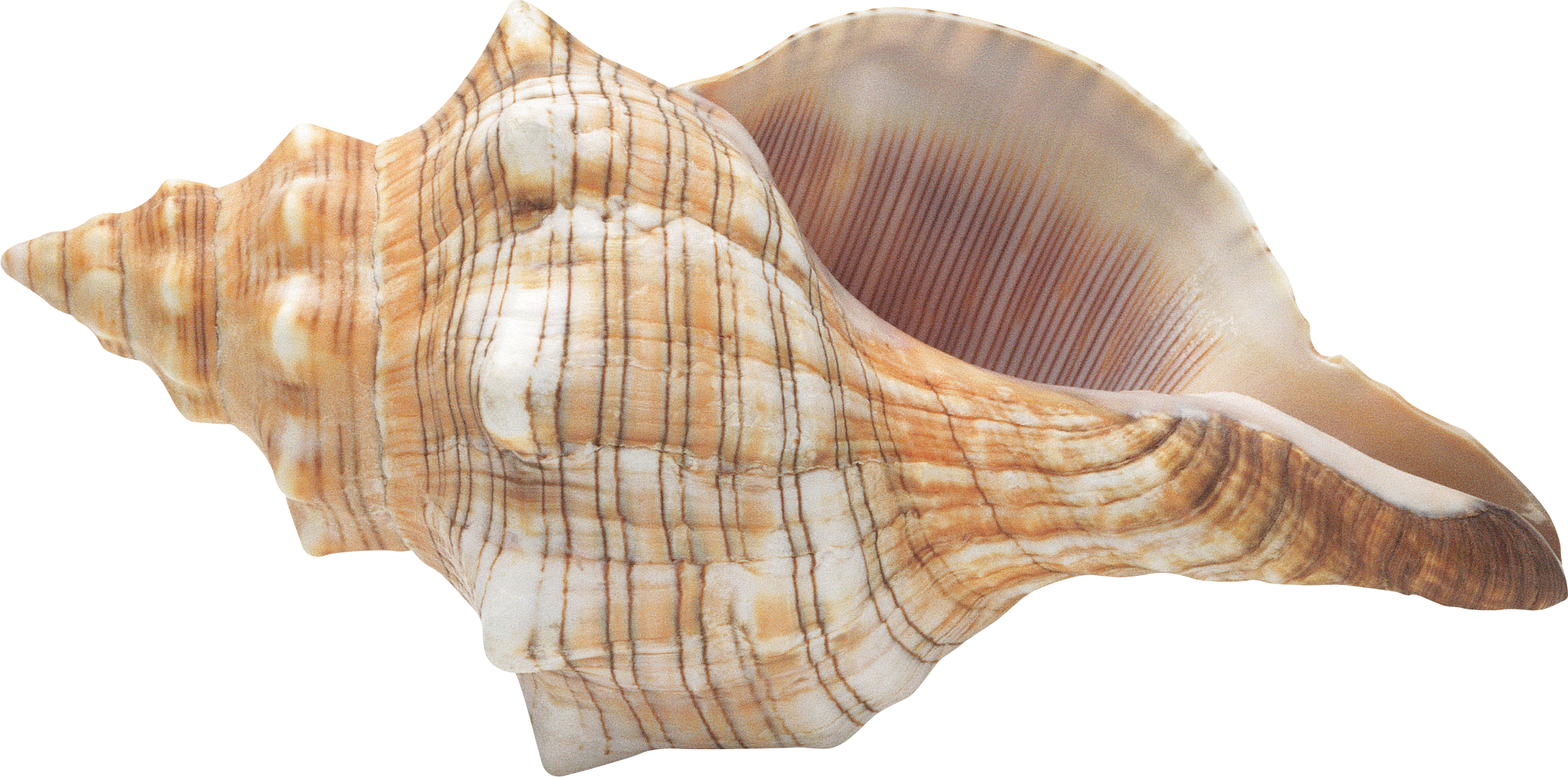 Seashell PNG images Download