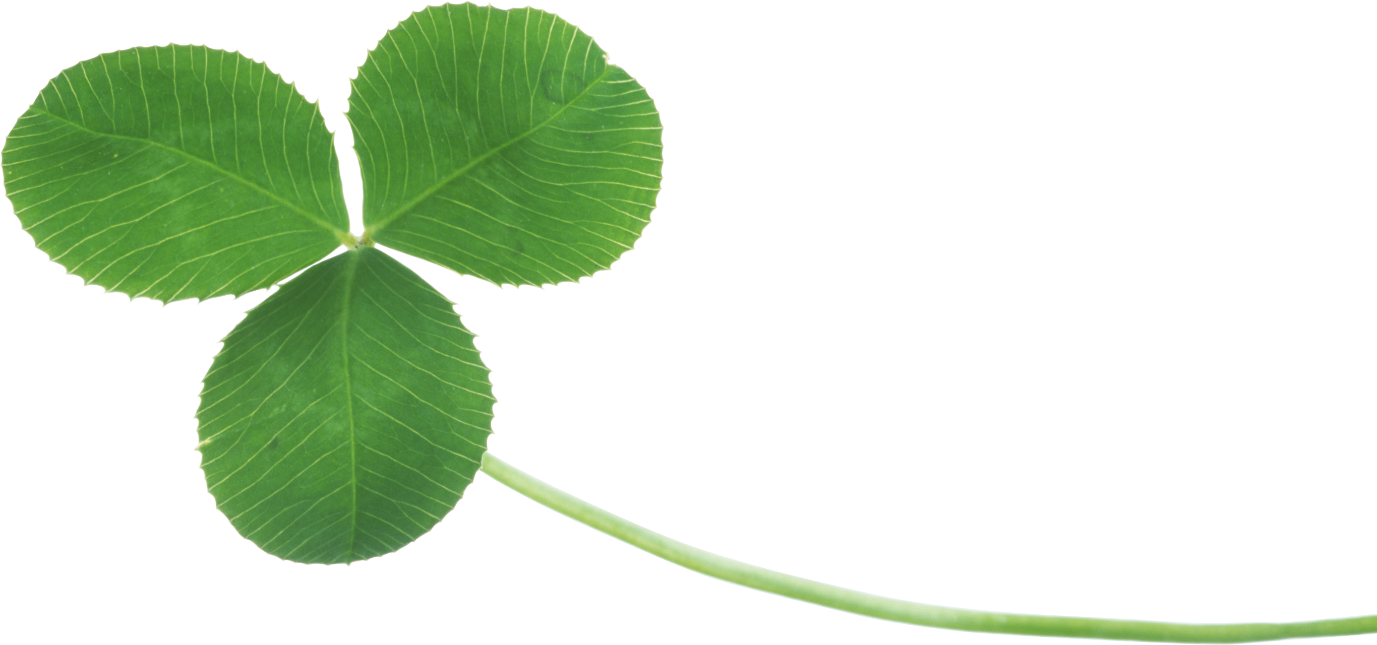 Trifolium PNG