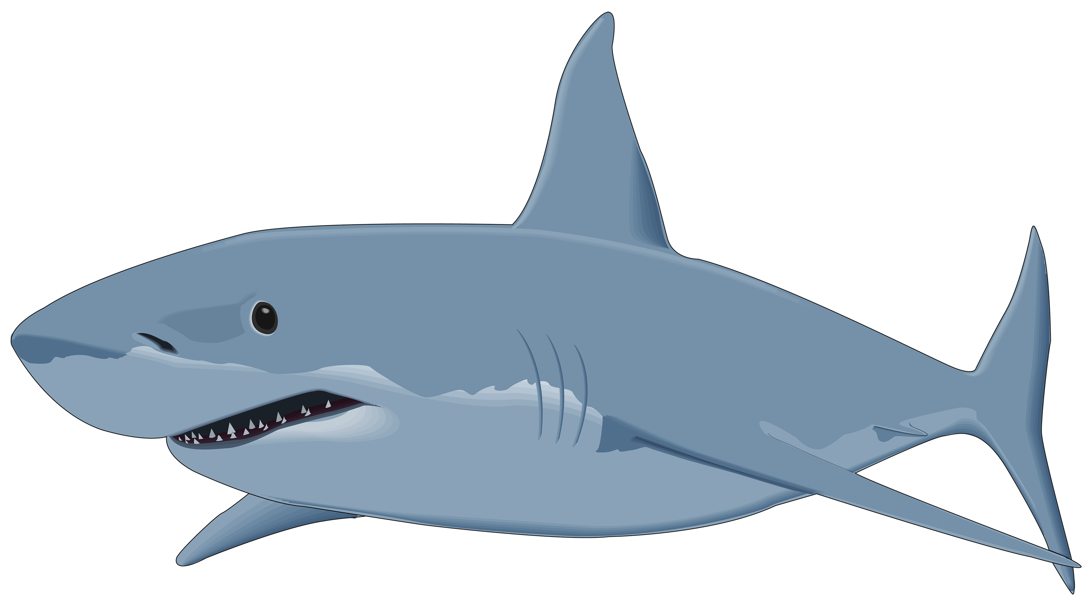 Shark Png