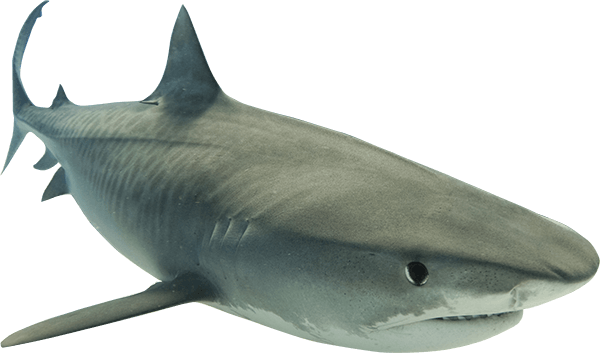 Shark Png Hd To Created Add Pieces Transparent Shark Images Of