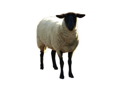 sheep PNG image