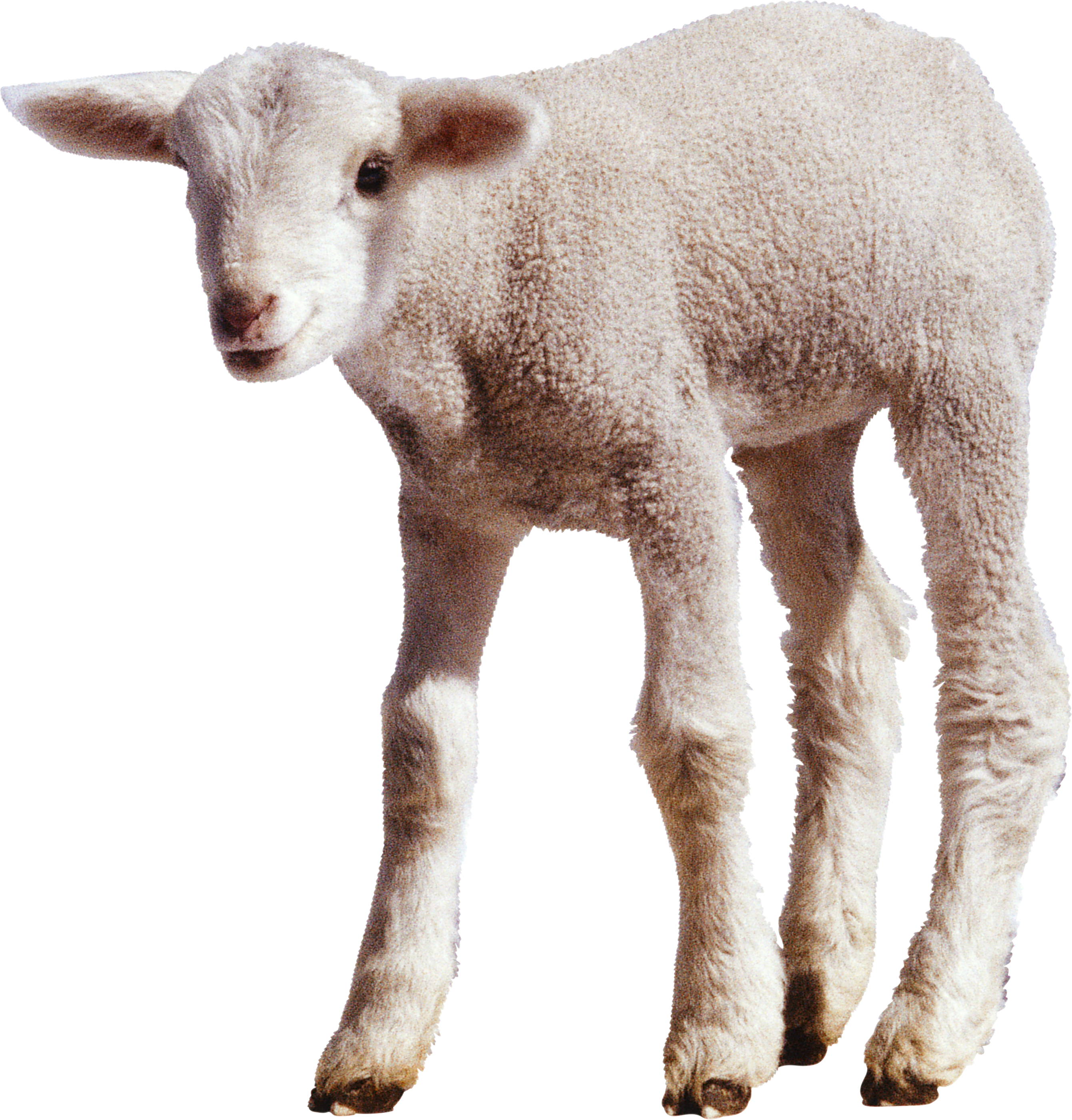 Sheep PNG images Download