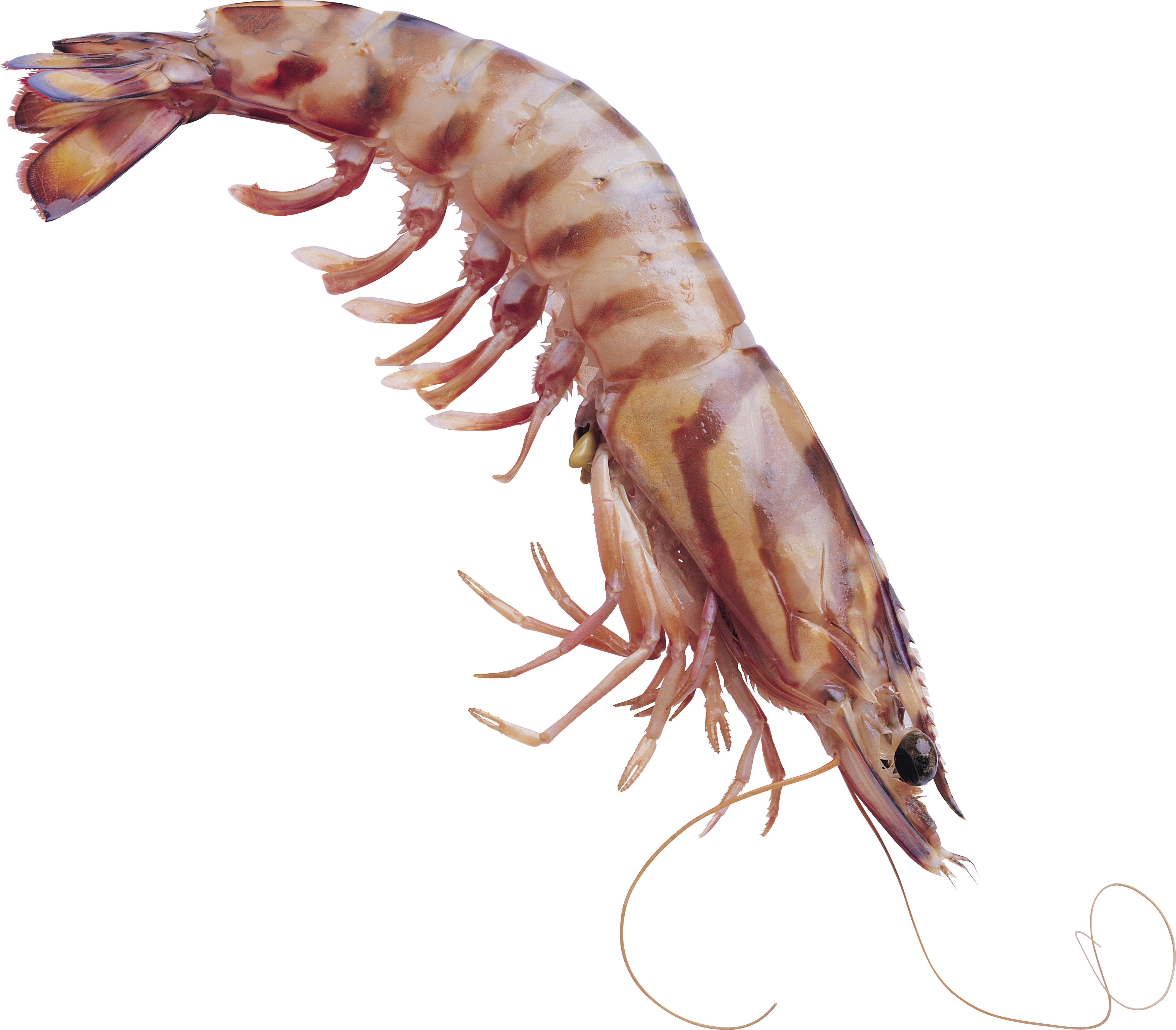 Camarones PNG