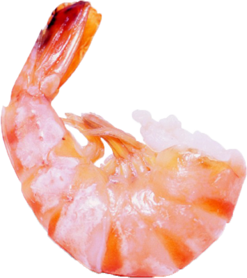 【蝦子PNG】精選27款蝦子PNG圖案素材包下載，完全免去背的蝦子點陣圖 - 天天瘋後製-Crazy-Tutorial