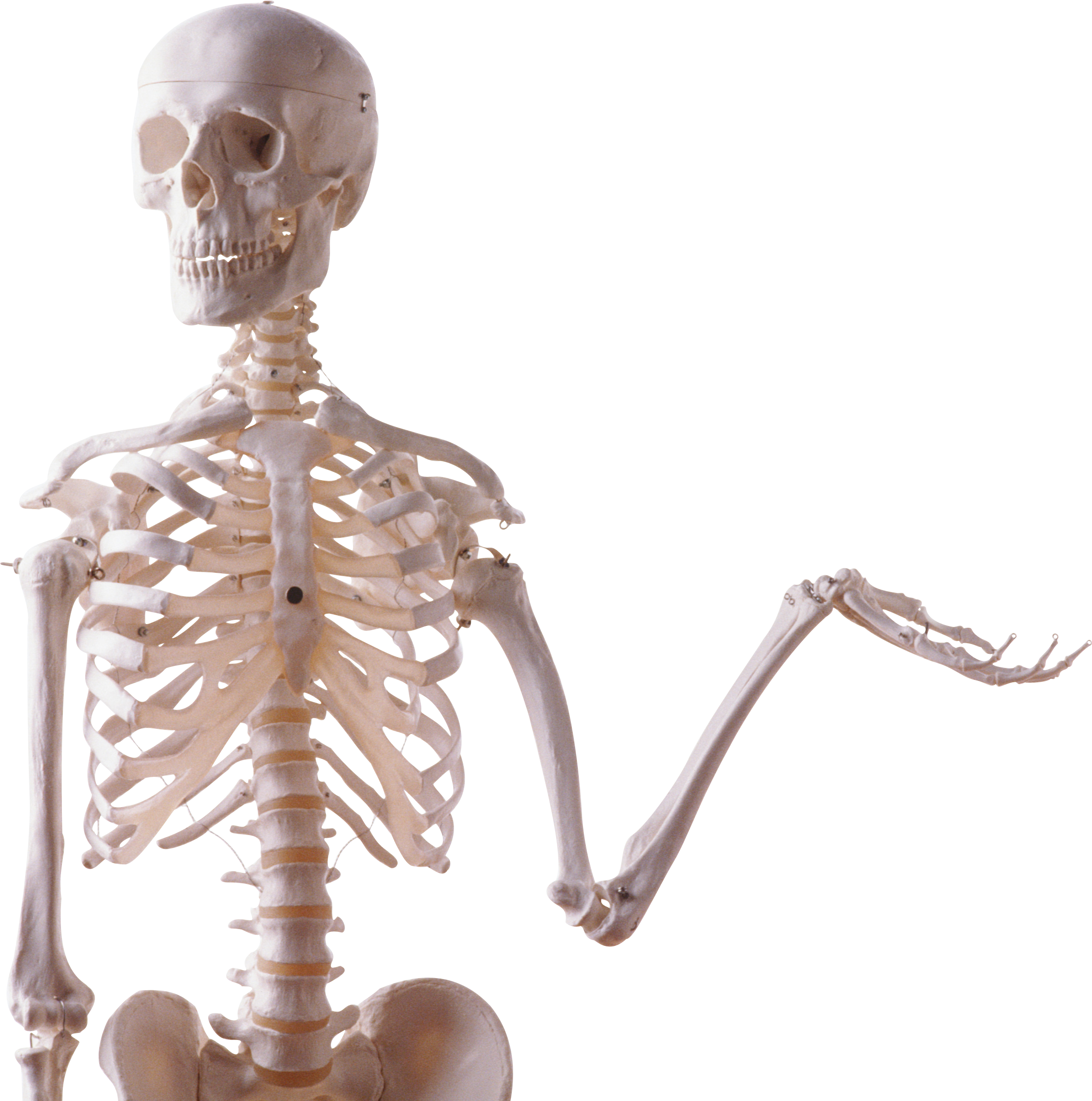 Skeleton PNG