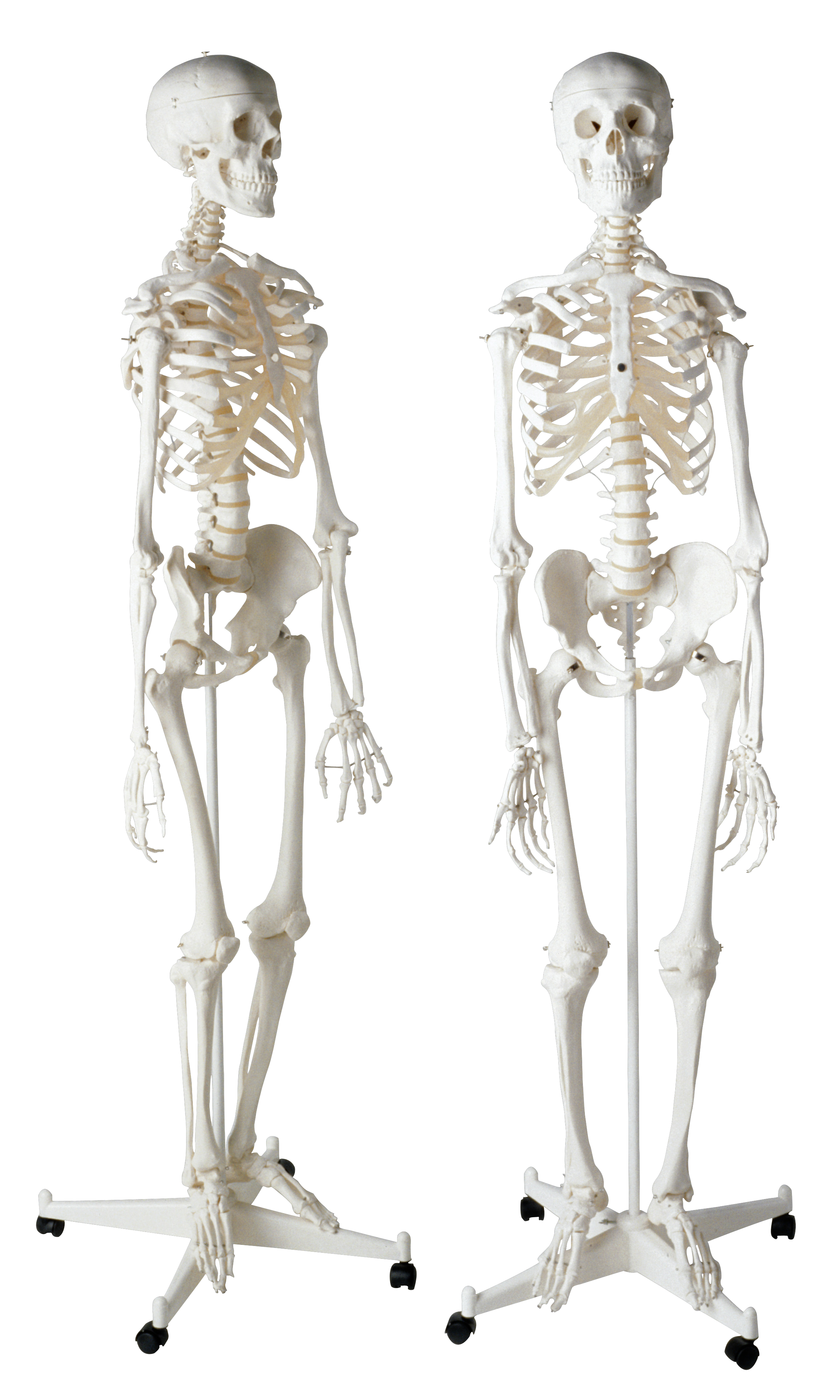 Skeleton PNG images 