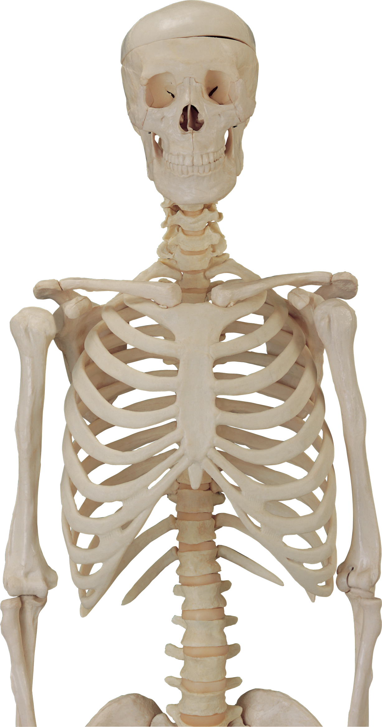 Skeleton PNG image