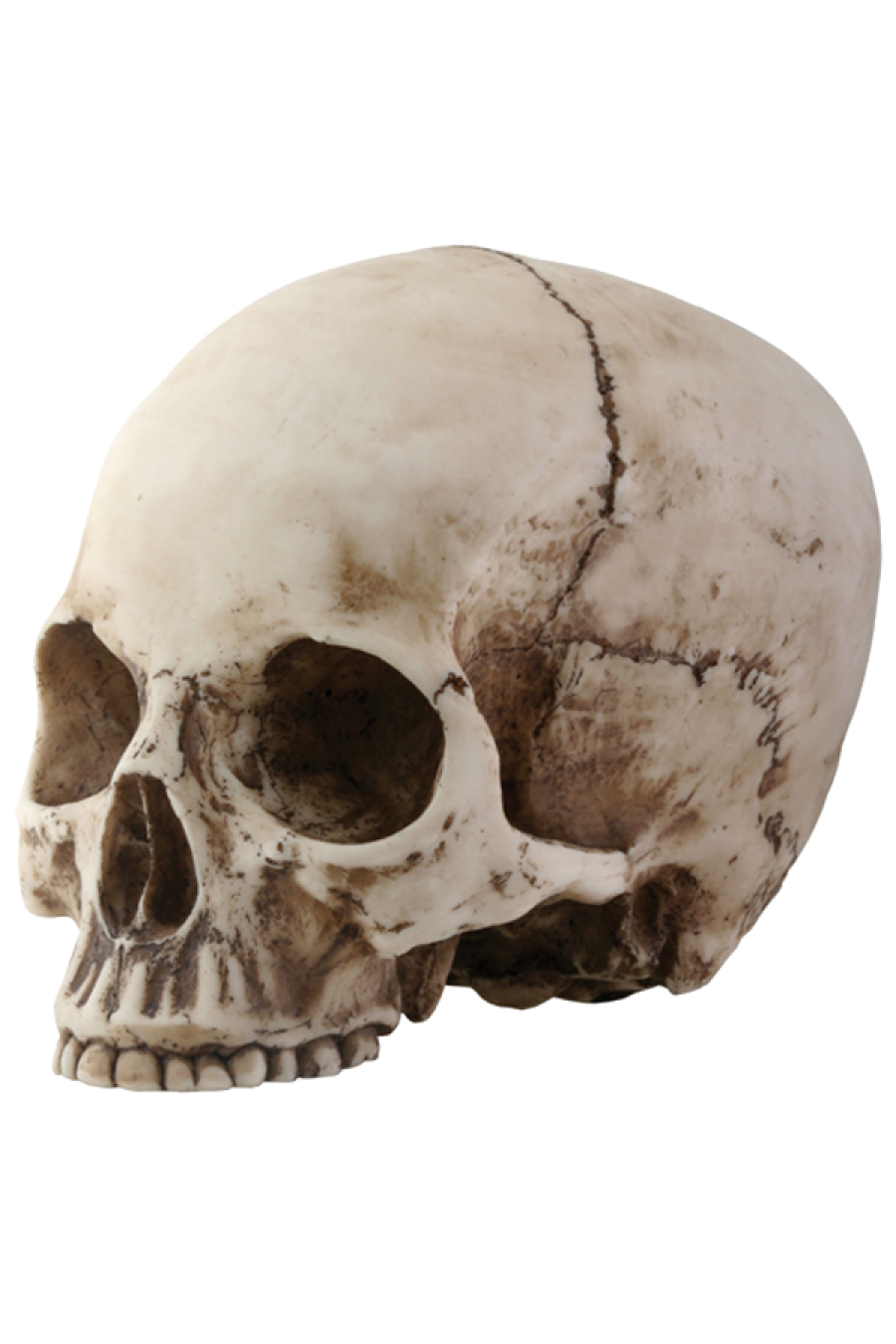 Skull PNG image free Download 
