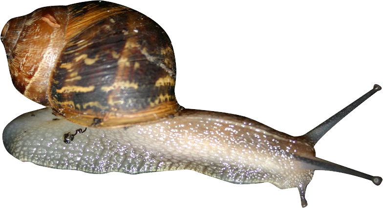Snails PNG images Download