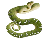 Зеленая змея PNG фото