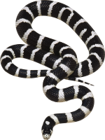 Змея полосатая PNG фото