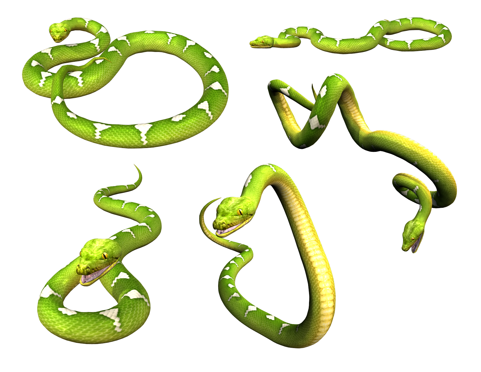 Serpiente PNG