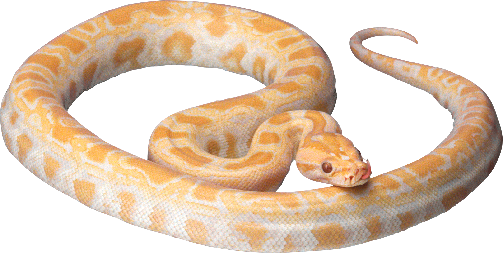 White snake PNG image picture download free