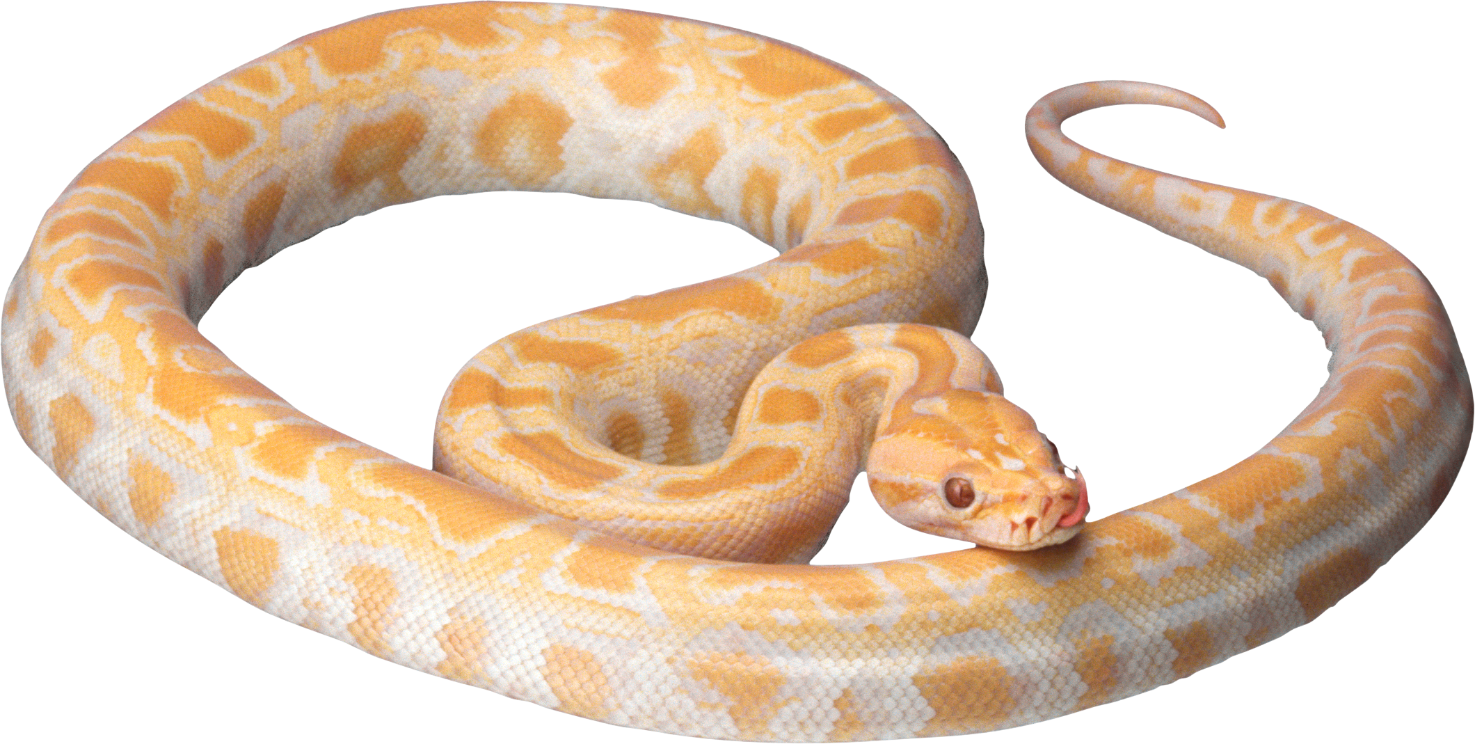 White Snake Png Image Picture Download Free