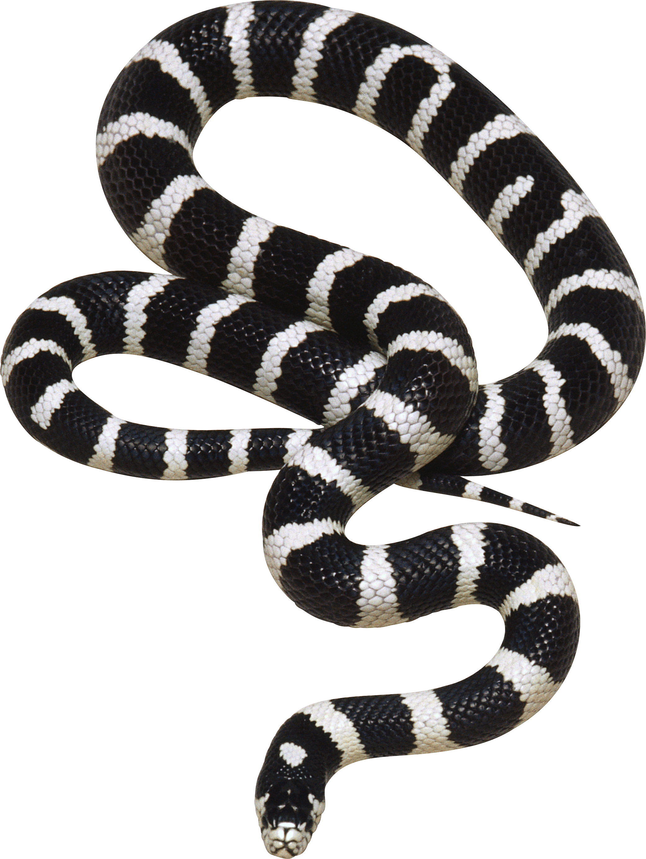 Змея полосатая PNG фото