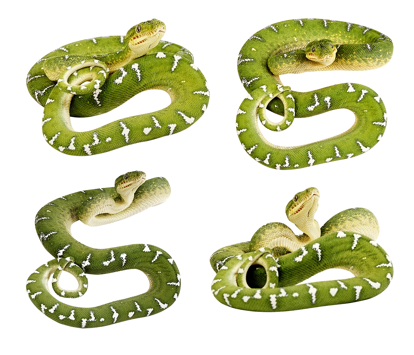 Green snakes PNG image