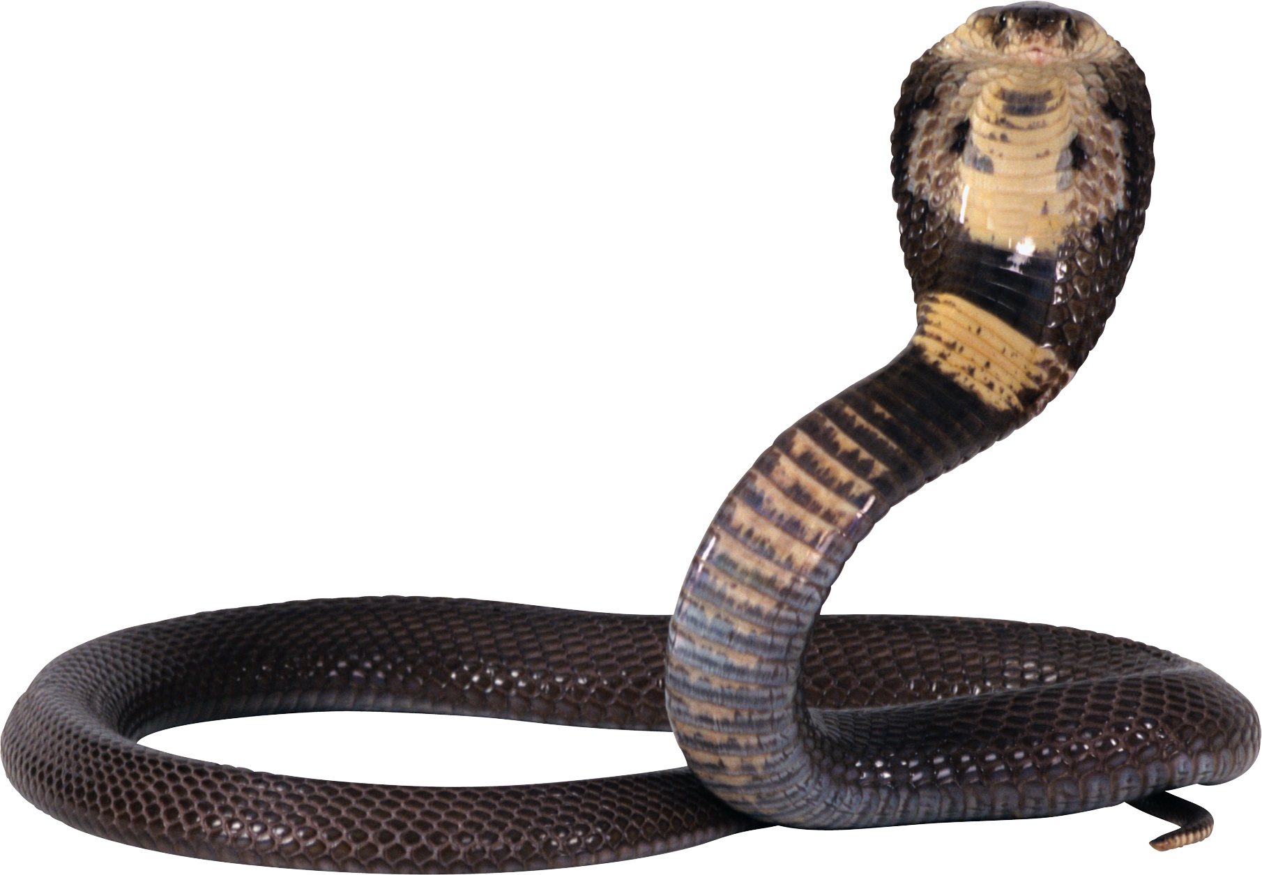 Cobra snake PNG image, free download picture