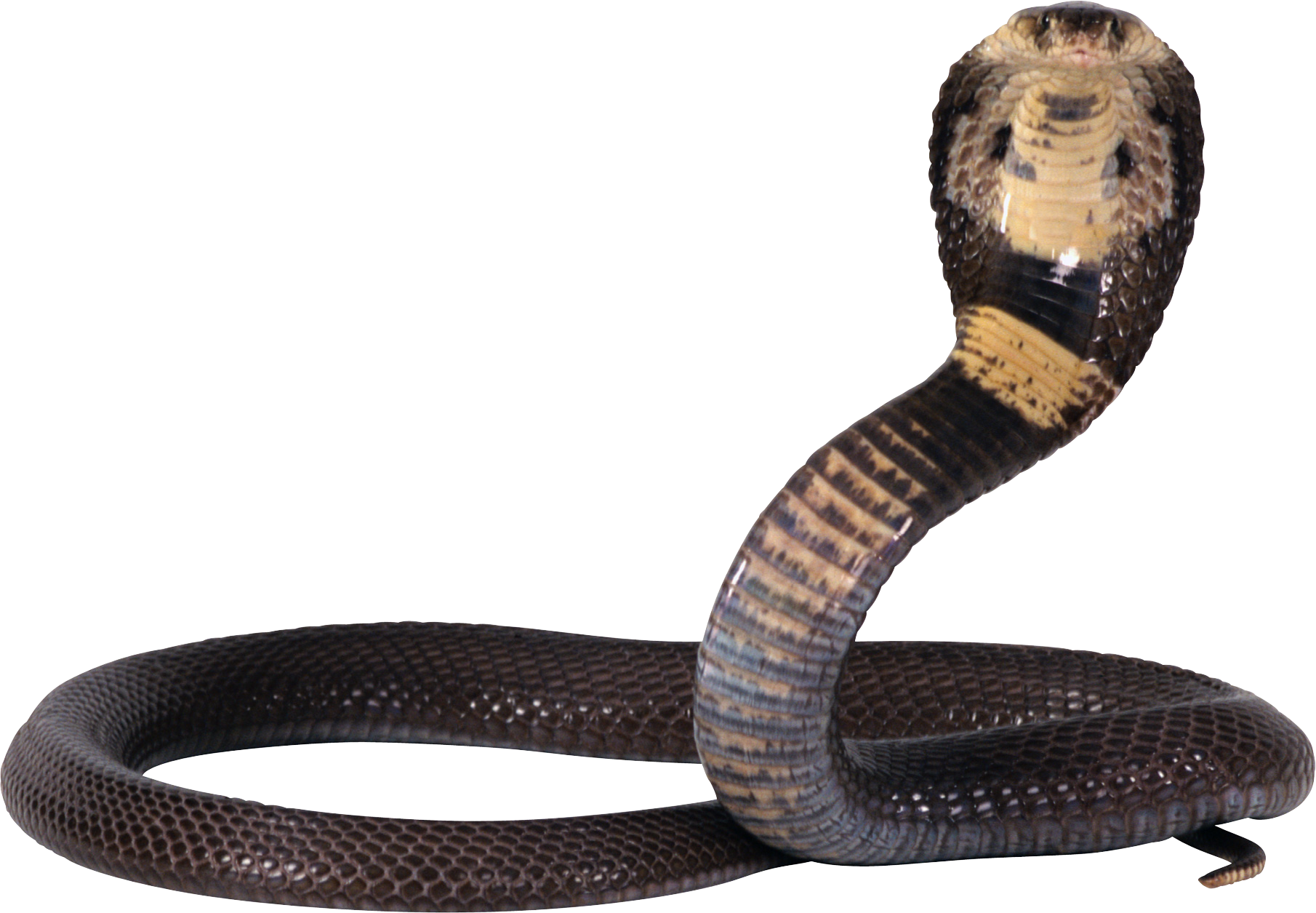 Serpiente PNG