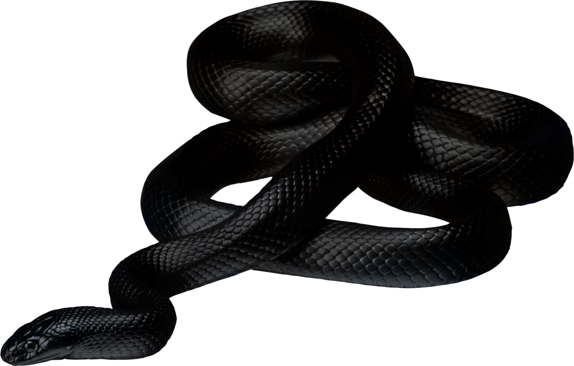 Черная змея PNG фото