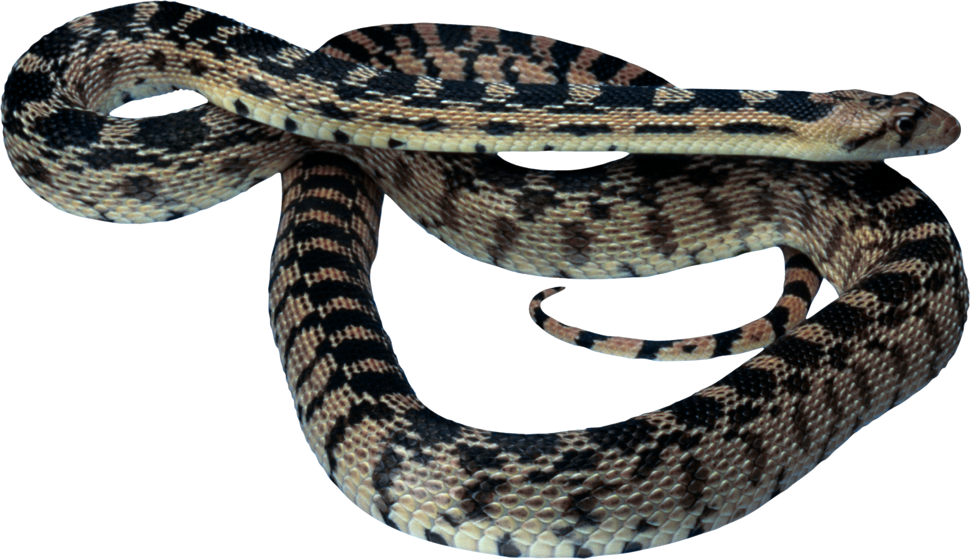 Змея PNG фото