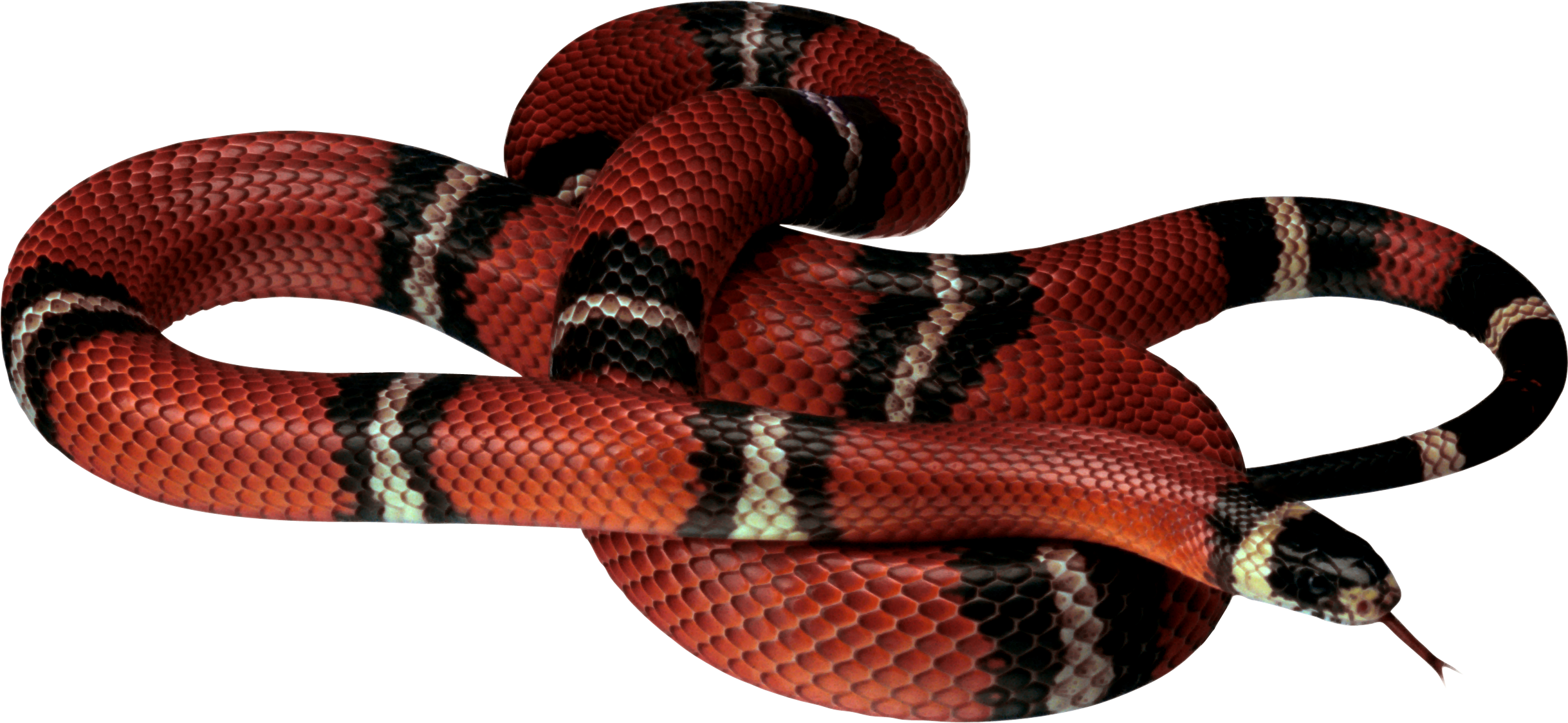 Serpiente PNG