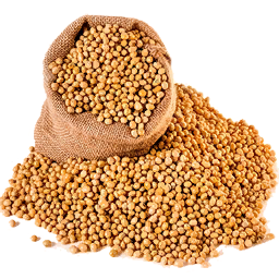 Soybean Png Images Free Download