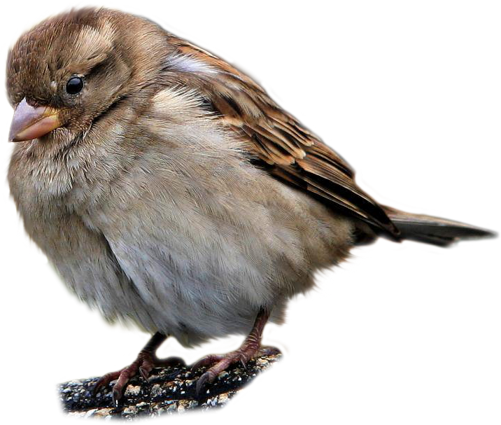 Sparrow PNG images