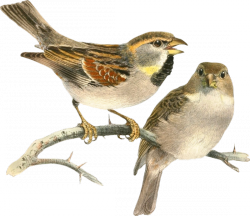 Sparrow PNG images