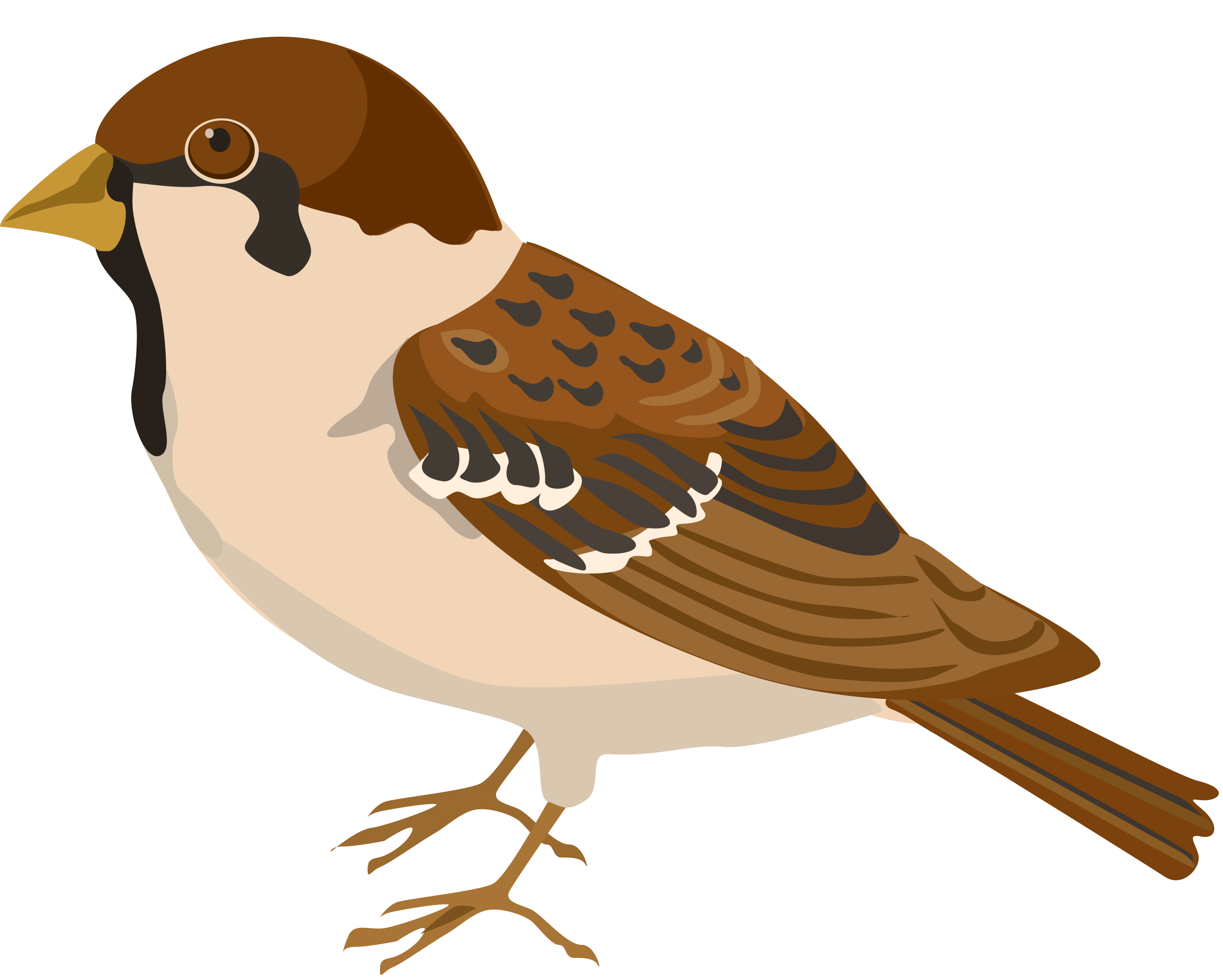 Sparrow PNG