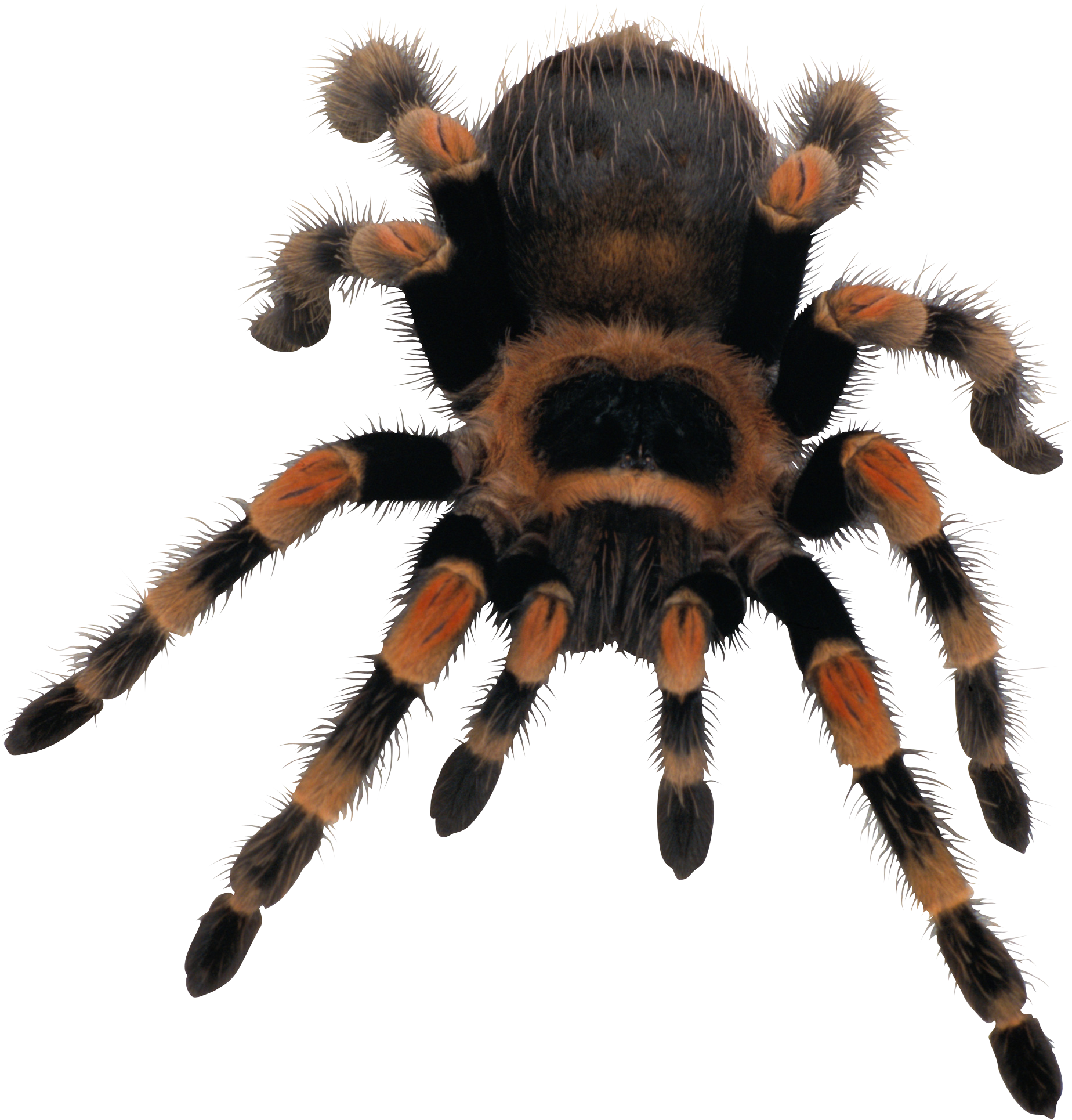 Araña PNG