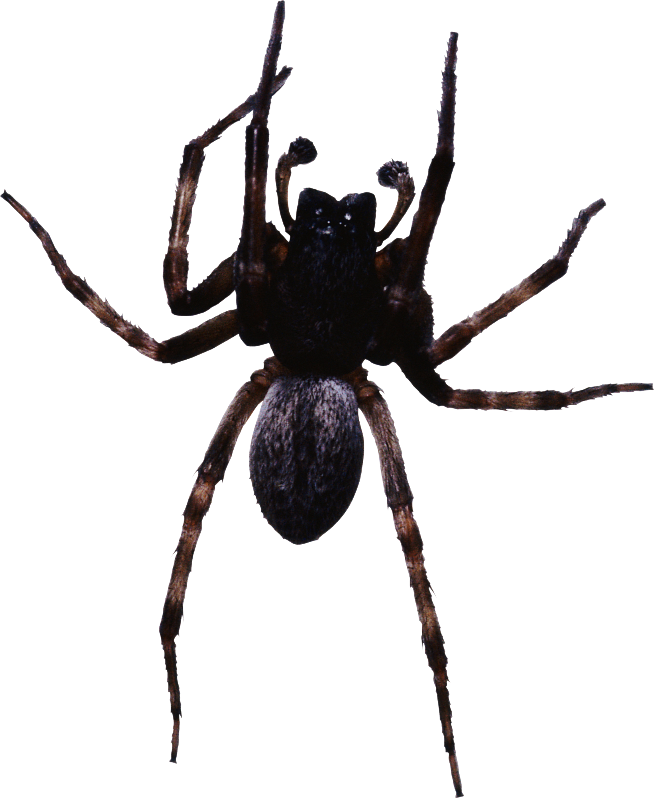 Araña PNG