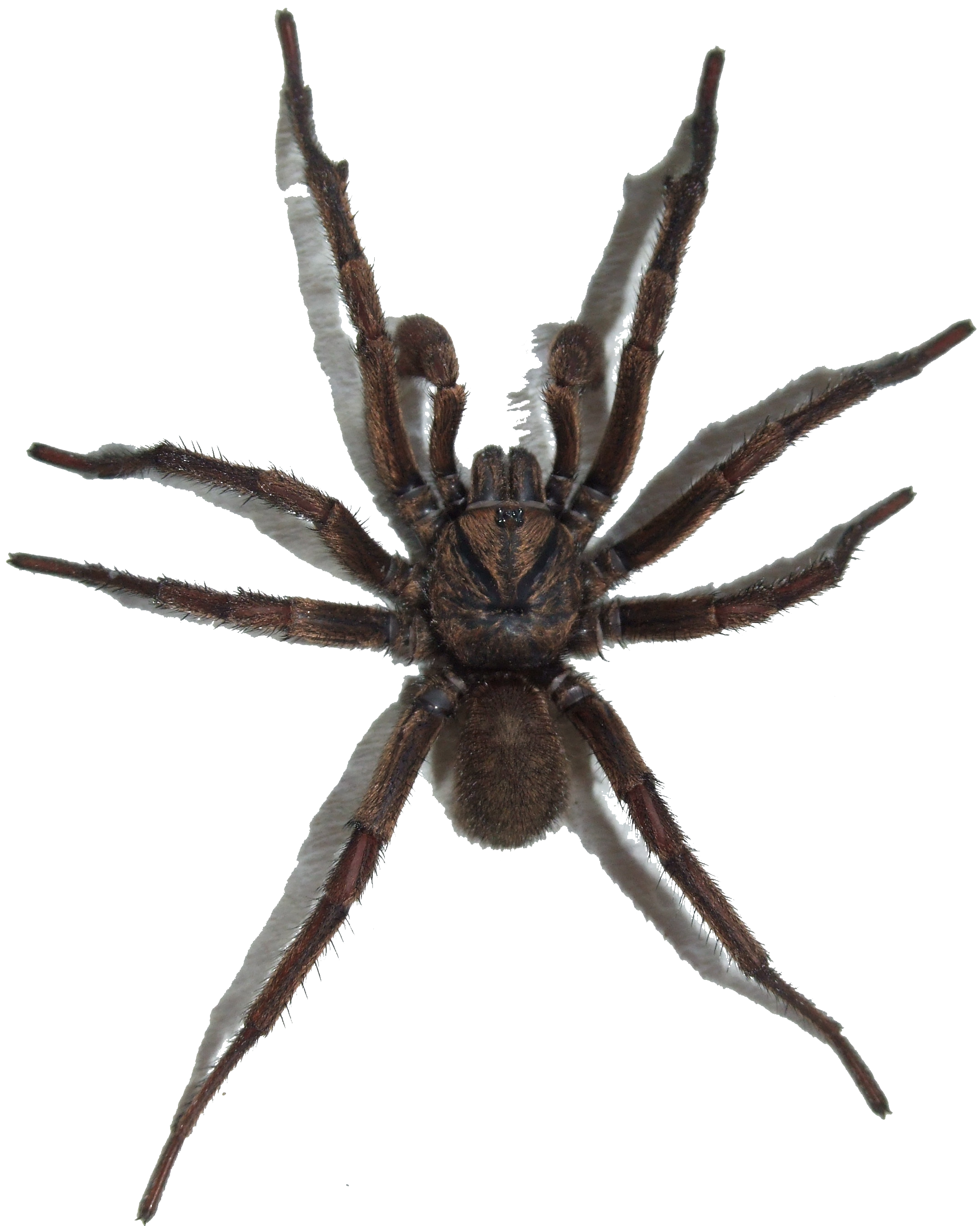 Araña PNG