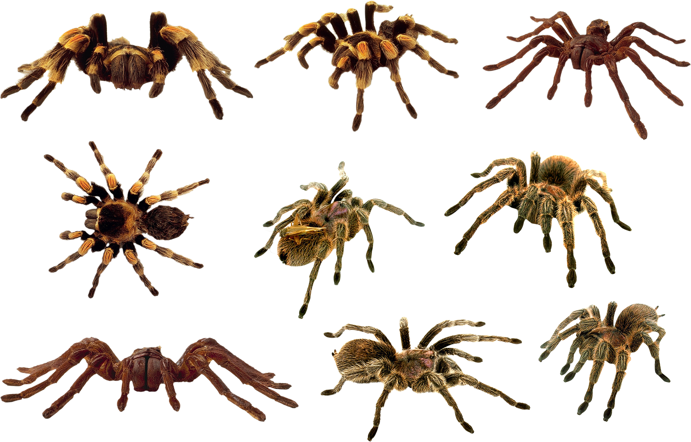 Araña PNG