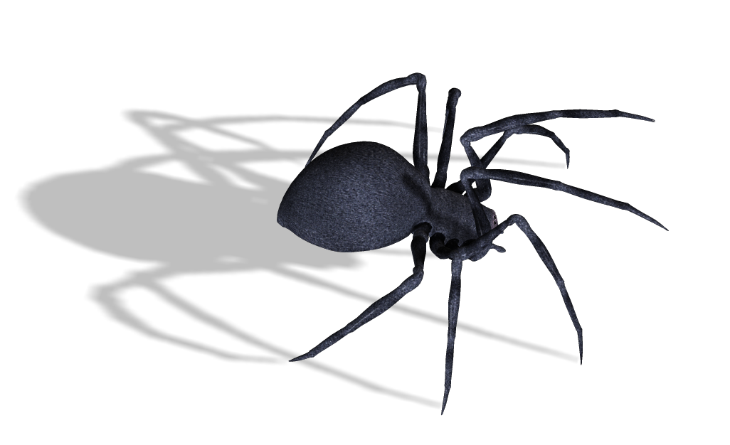 Black widow spider PNG image