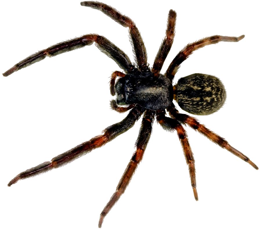 Araña PNG