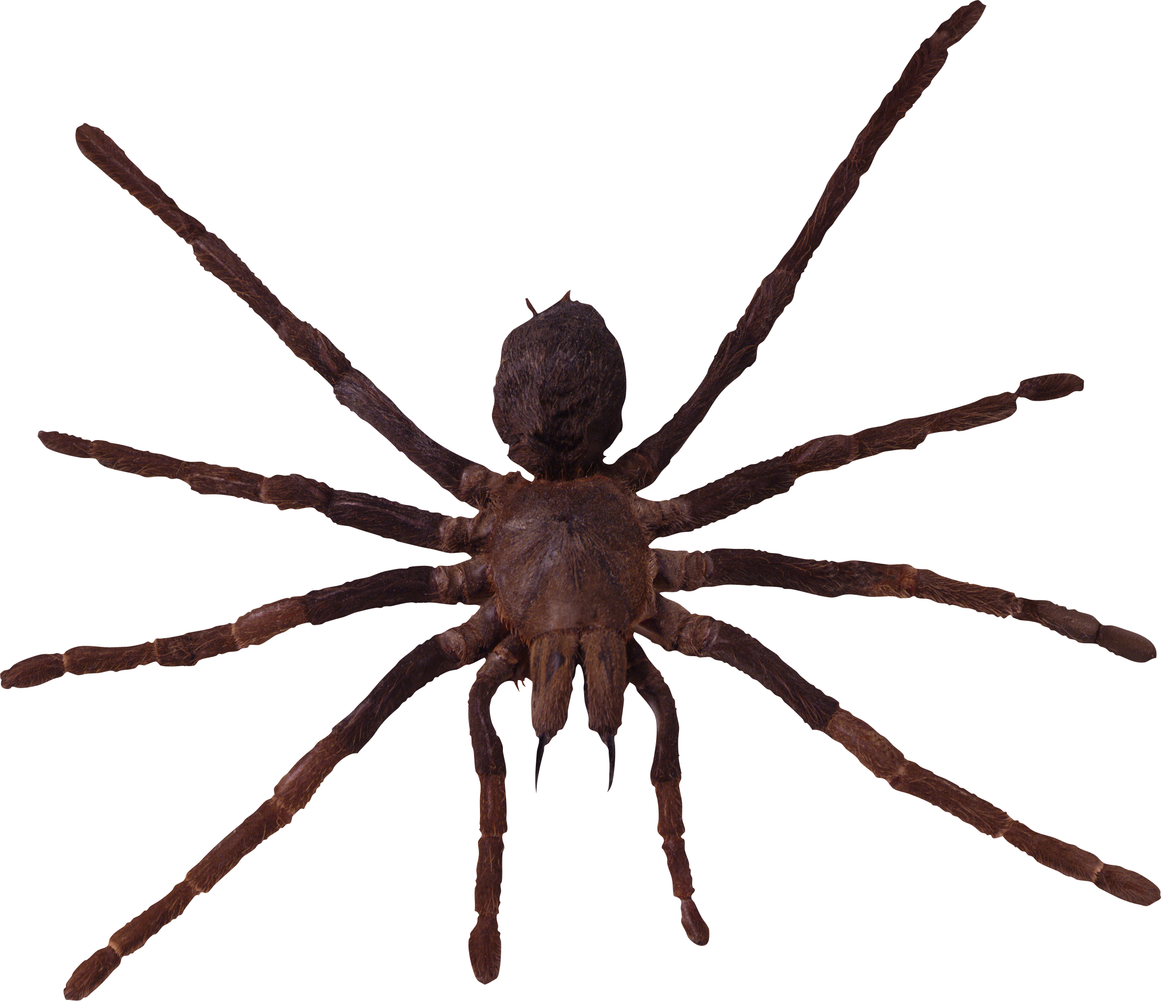 Spider PNG image